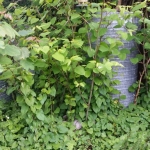 Getting Rid of Japanese Knotweed in Longton