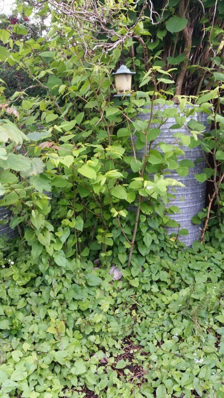 Giant Stand of Japanese Knotweed in Stone