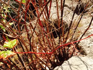 Japanese Knotweed Removal in Neston