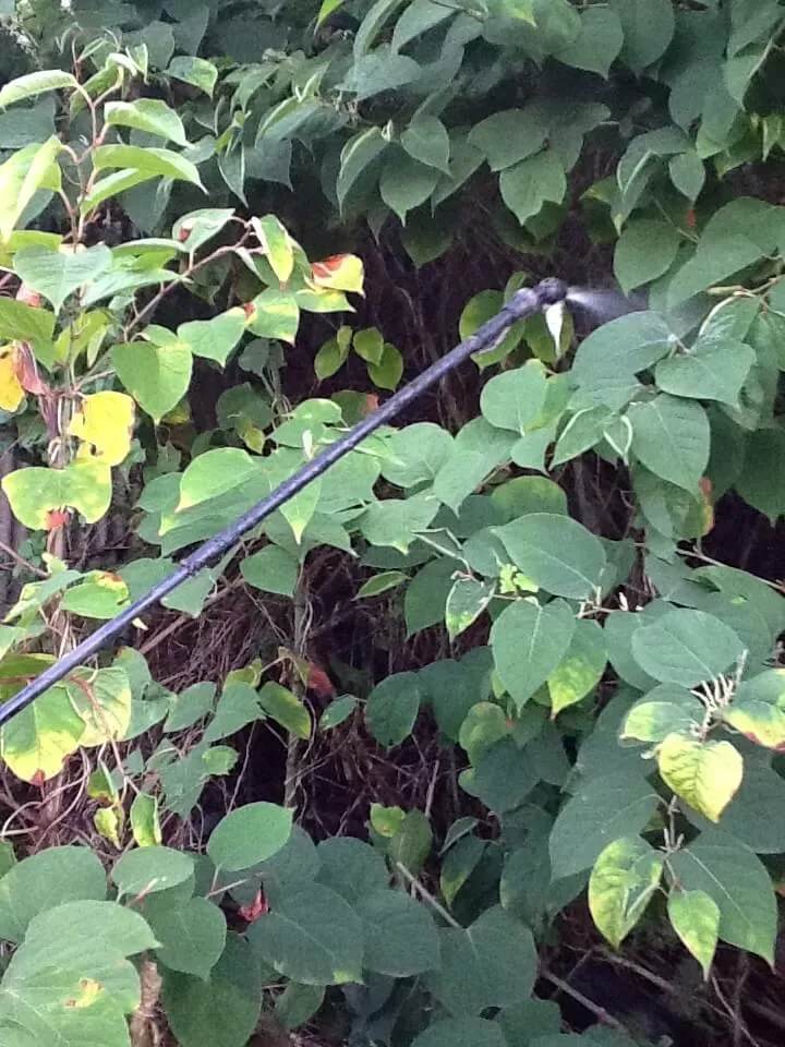 Japanese Knotweed in Darley Dale