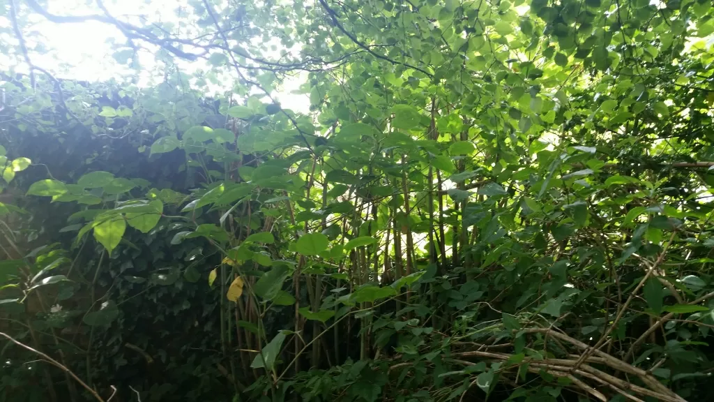 Japanese Knotweed Removal in Poynton