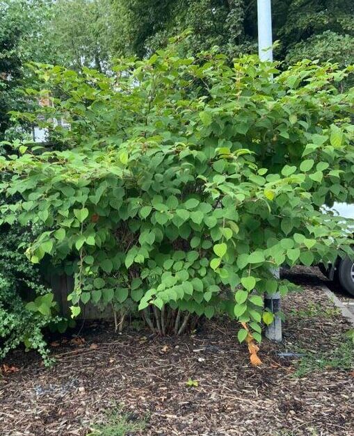 japanese knotweed in ilkeston