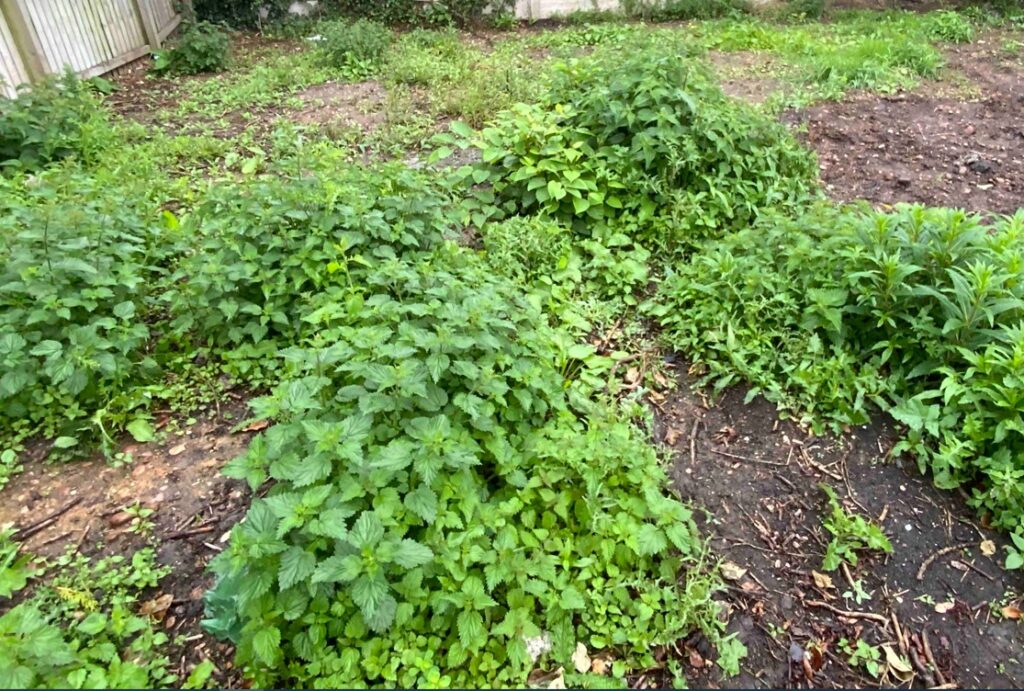 knotweed in Cannock