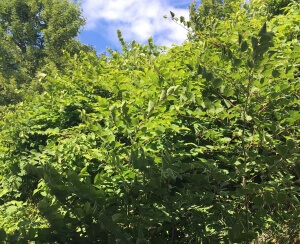 Japanese Knotweed Removal in Alfreton