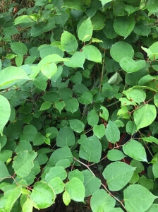 Identification of Japanese Knotweed in Glossop