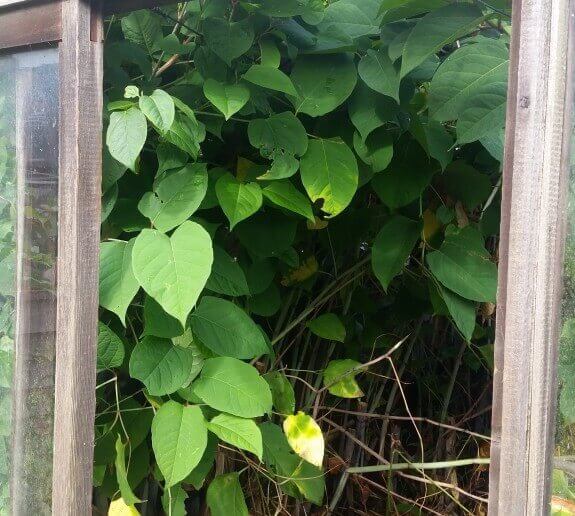 Japanese Knotweed Removal in Biddulph