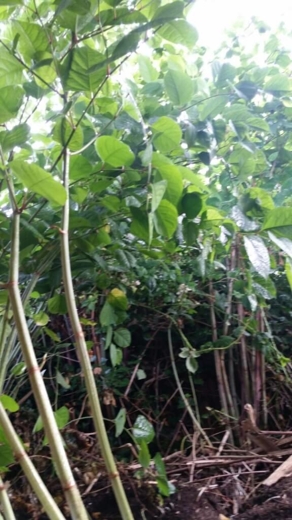 Japanese Knotweed Eradication in Bollington