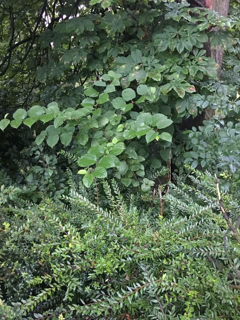 Removal of Japanese Knotweed in Burntwood