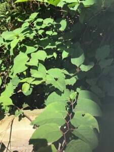 Removal of Japanese Knotweed in Chesterfield