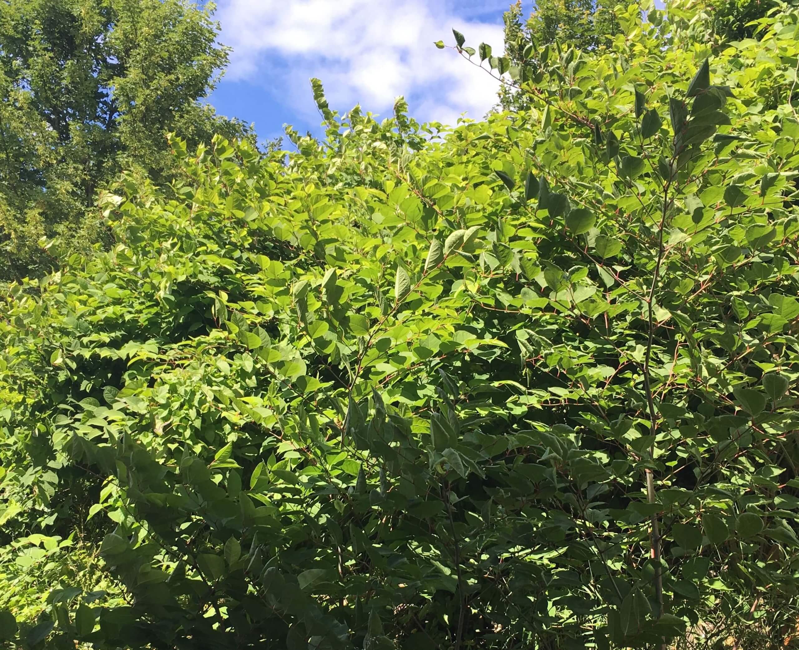 Japanese Knotweed Eradication in Crewe