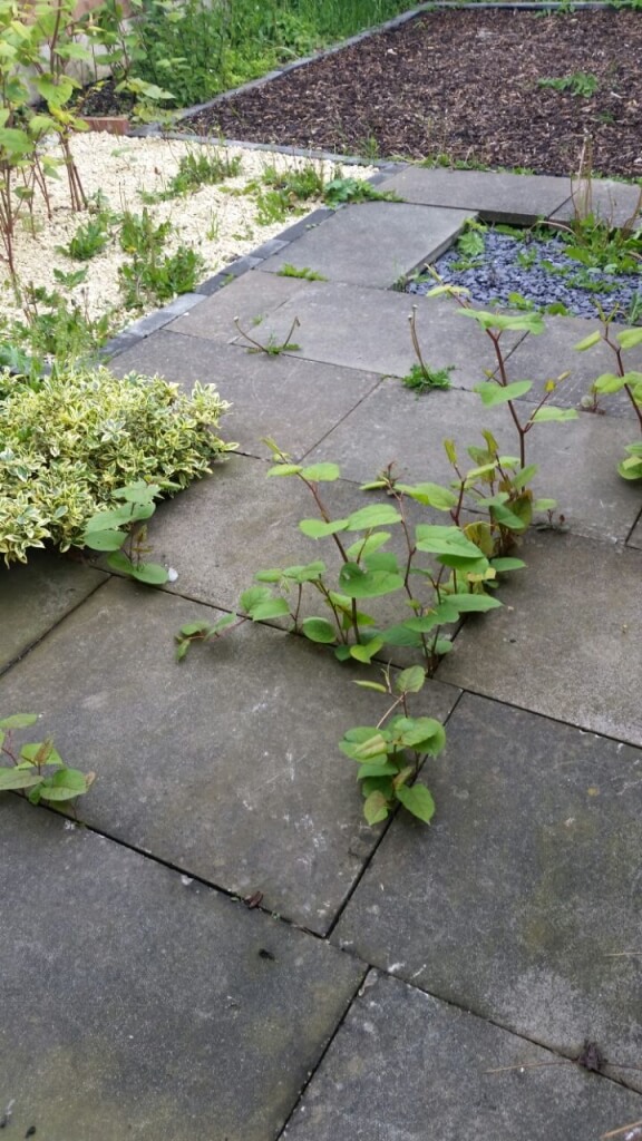 Eradication of Japanese Knotweed in Fazeley