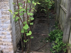 Japanese Knotweed Growing in Frodsham