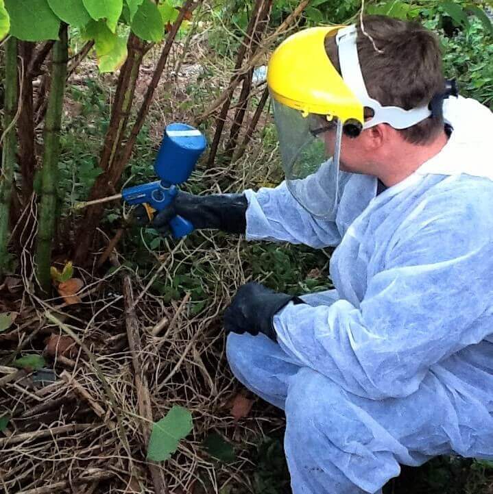 Removal of Japanese Knotweed in Rugeley