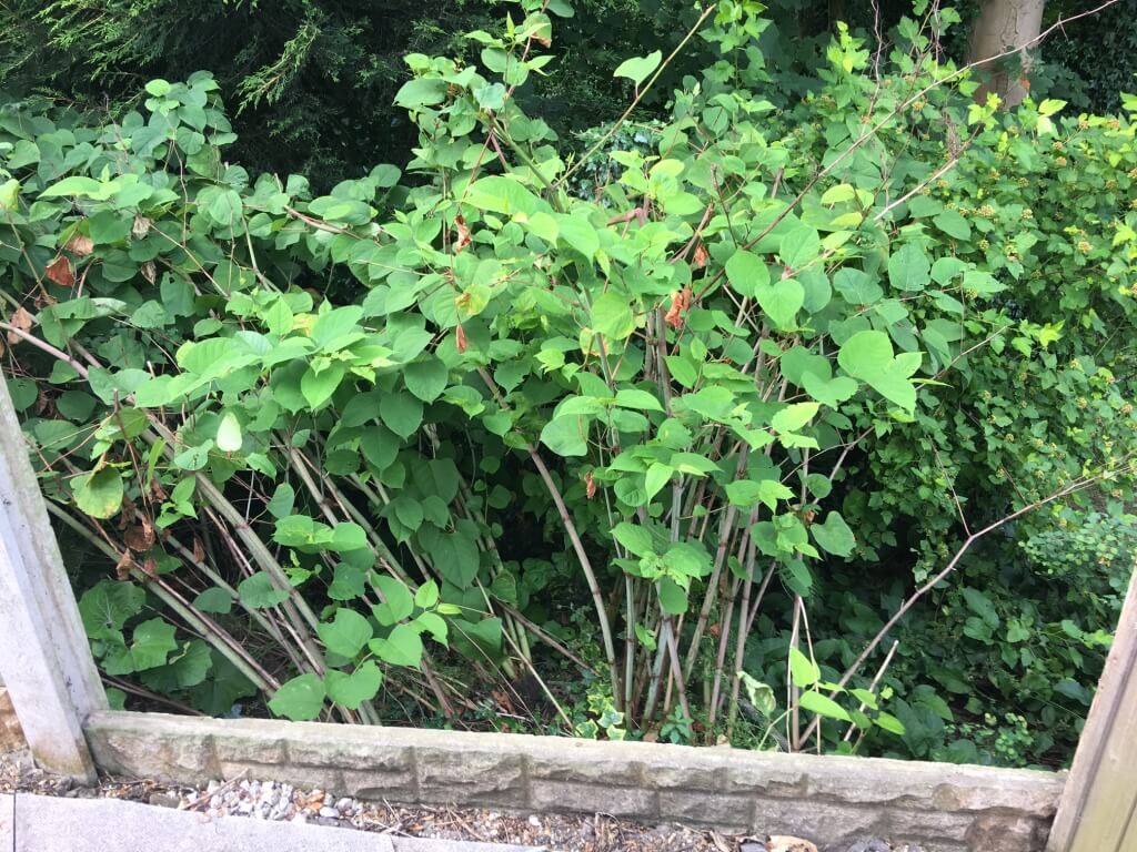 Removal of Japanese Knotweed in Great Wyrley