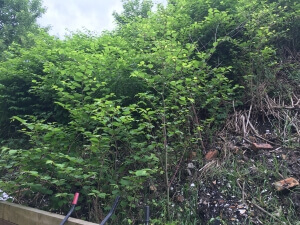 Japanese Knotweed Removal in Hadfield