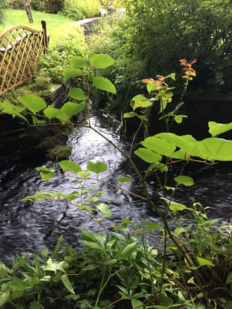 Japanese Knotweed Eradication in Hednesford