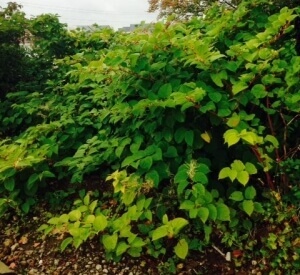 Removal of Japanese Knotweed in Ilkeston