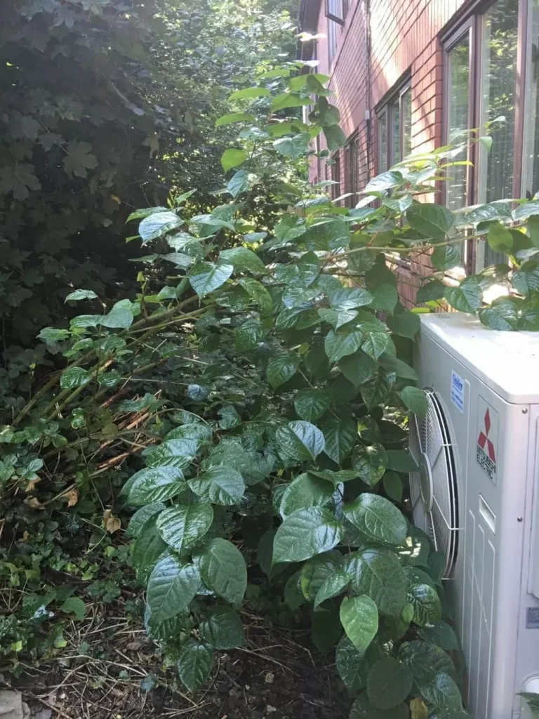 knotweed removal in warrington