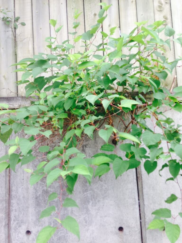 Japanese Knotweed Eradication in Knutsford