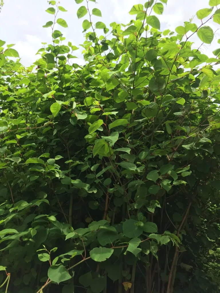 Japanese Knotweed in Rugeley