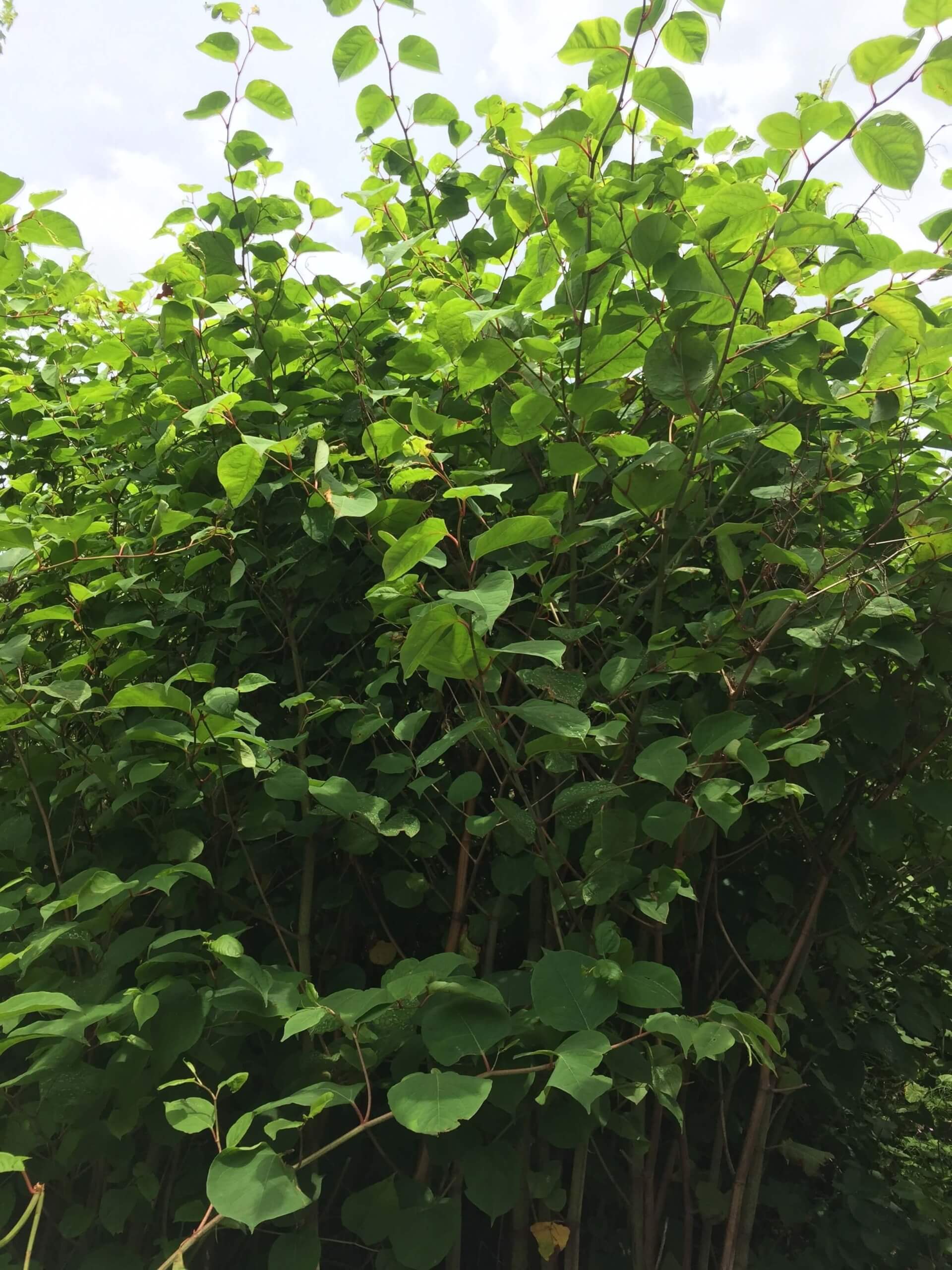 Japanese Knotweed Removal in Langley Mill