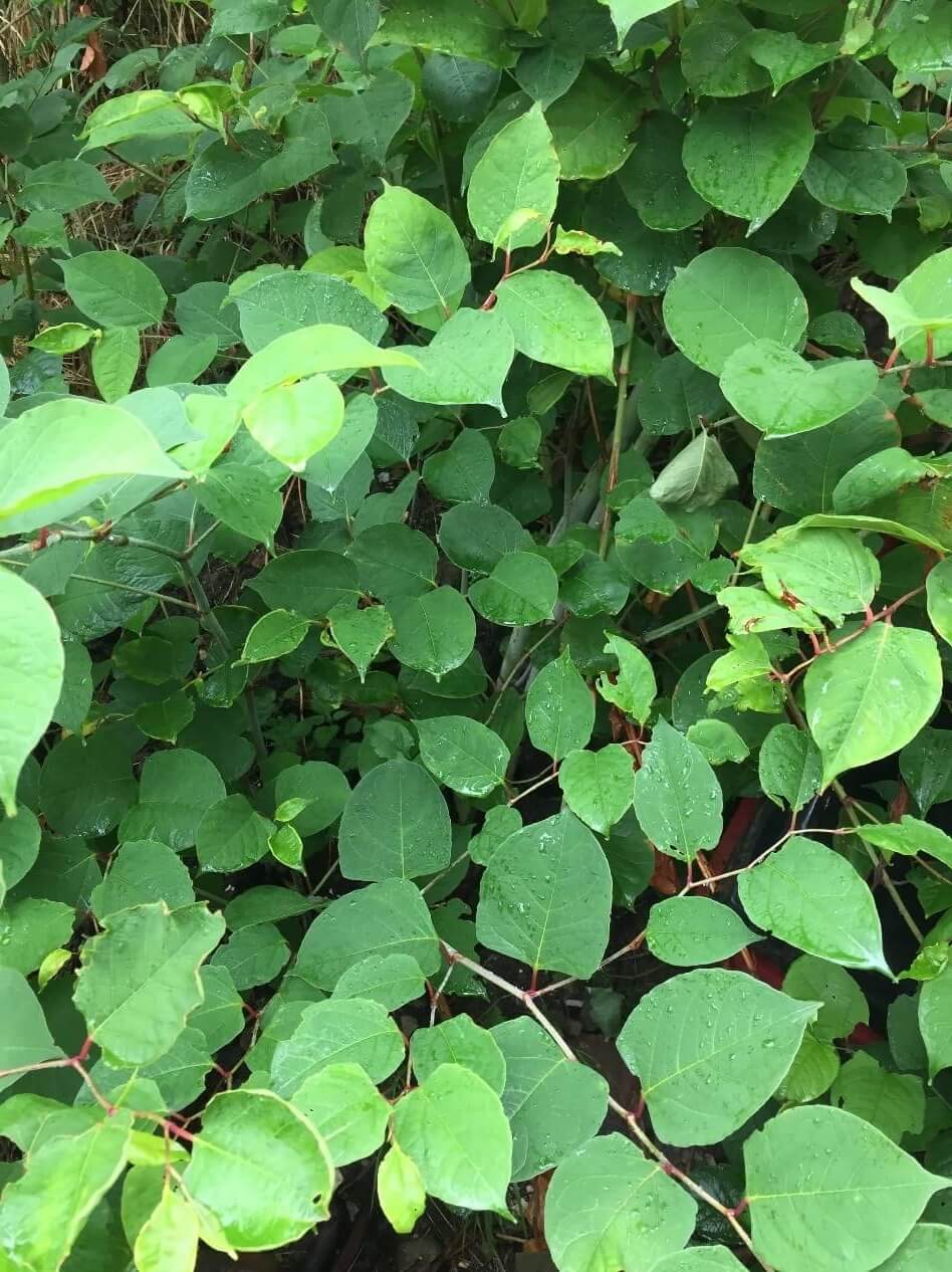 Eradicating Japanese Knotweed in Lichfield