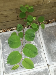 Eradication of Japanese Knotweed in Perton