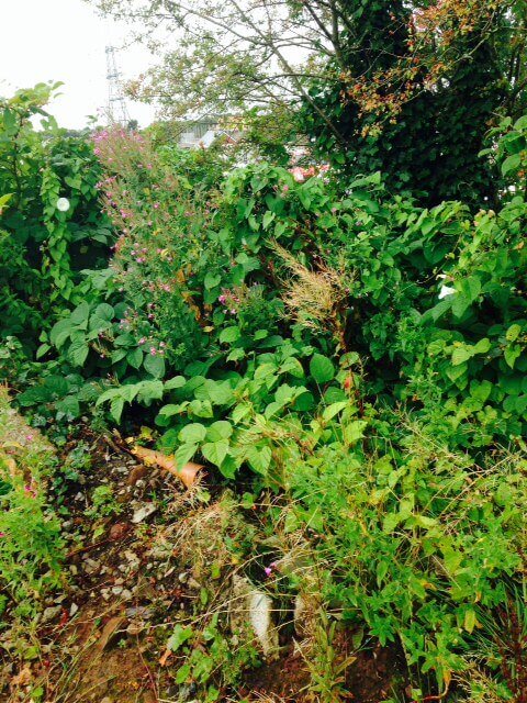 Japanese knotweed in Oxfordshire