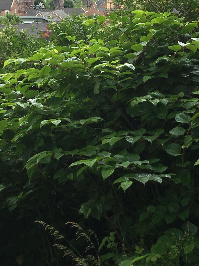 Eradication of Japanese Knotweed in Sheffield