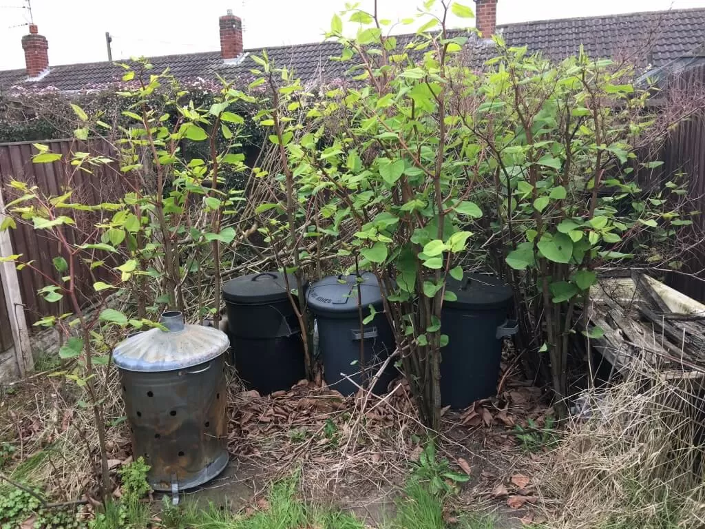 knotweed removal in shirebrook