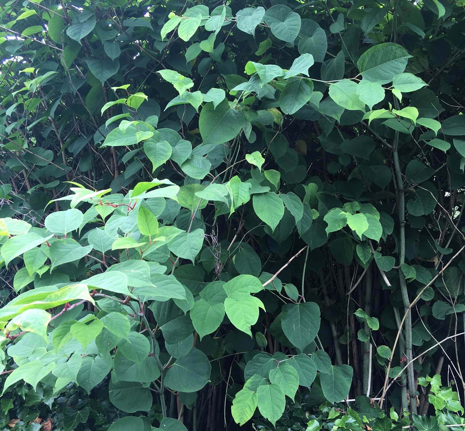 Removal of Japanese Knotweed in Staveley