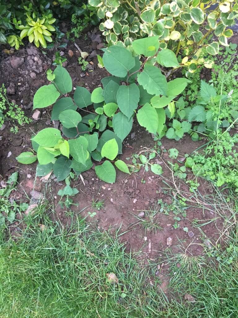 Removal of Japanese Knotweed in Stone