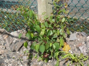 Japanese Knotweed Removal in Tamworth