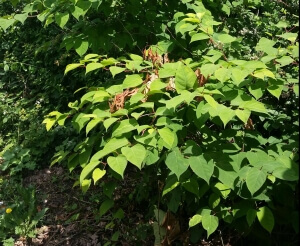 Japanese Knotweed Eradication in Whaley Bridge