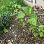 Removal of Japanese Knotweed in Shepshed