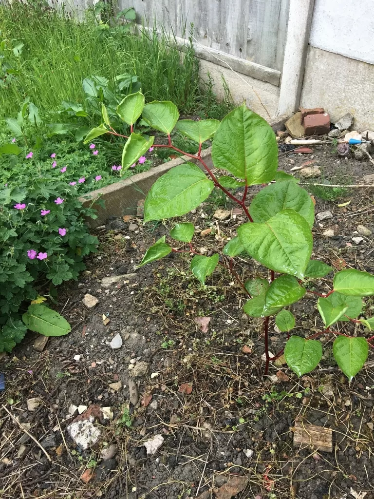 Japanese Knotweed in Shepshed