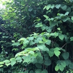 Japanese Knotweed Removal in Leicester