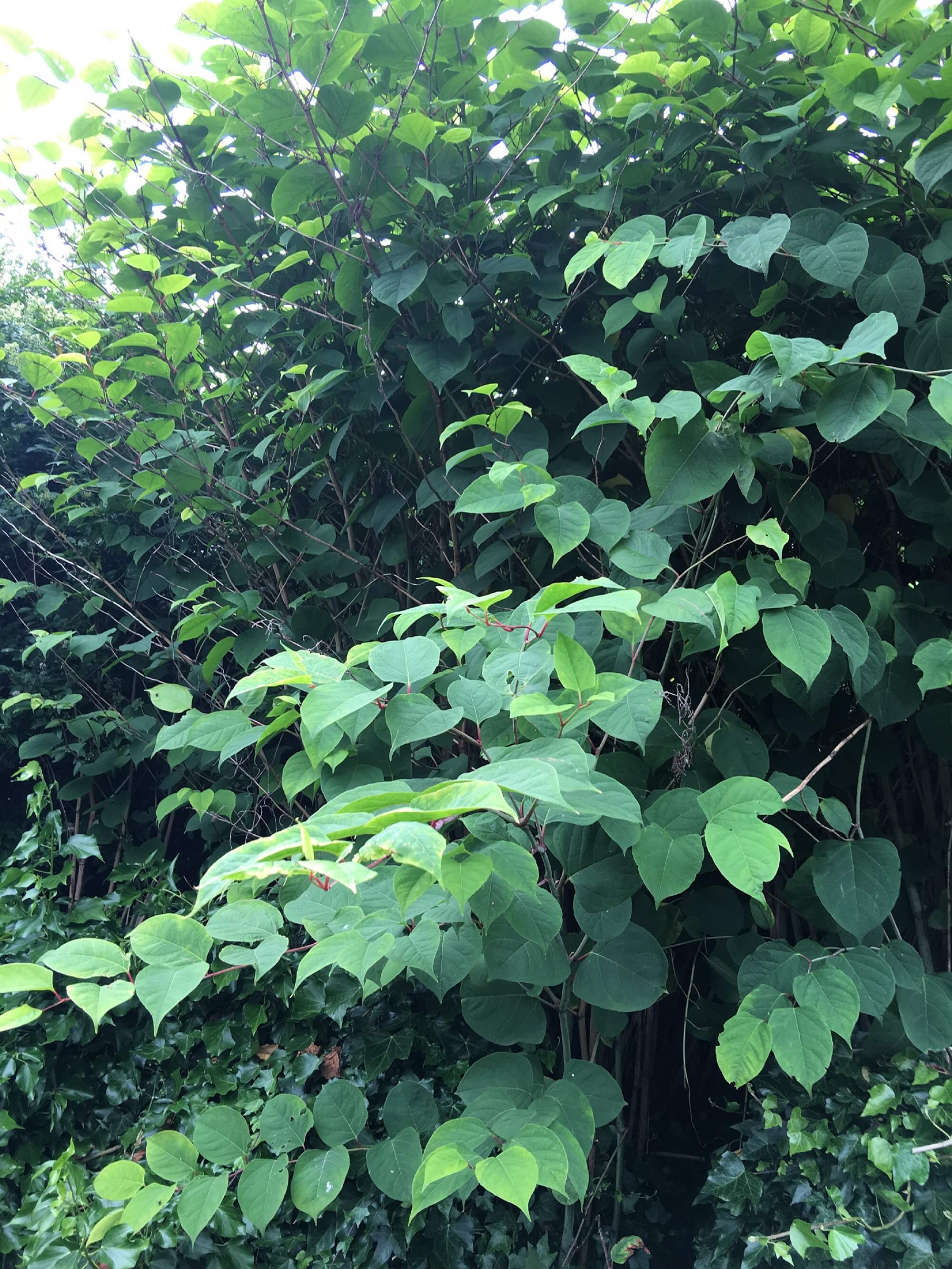 David Bratby Japanese Knotweed July 2016 3 EDITED Japanese Knotweed 