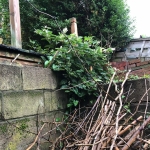 Eradication of Japanese Knotweed in Lutterworth