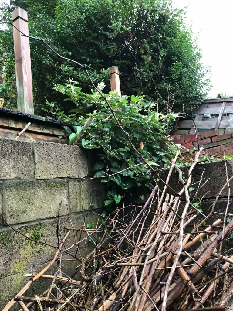 Japanese Knotweed in Lutterworth