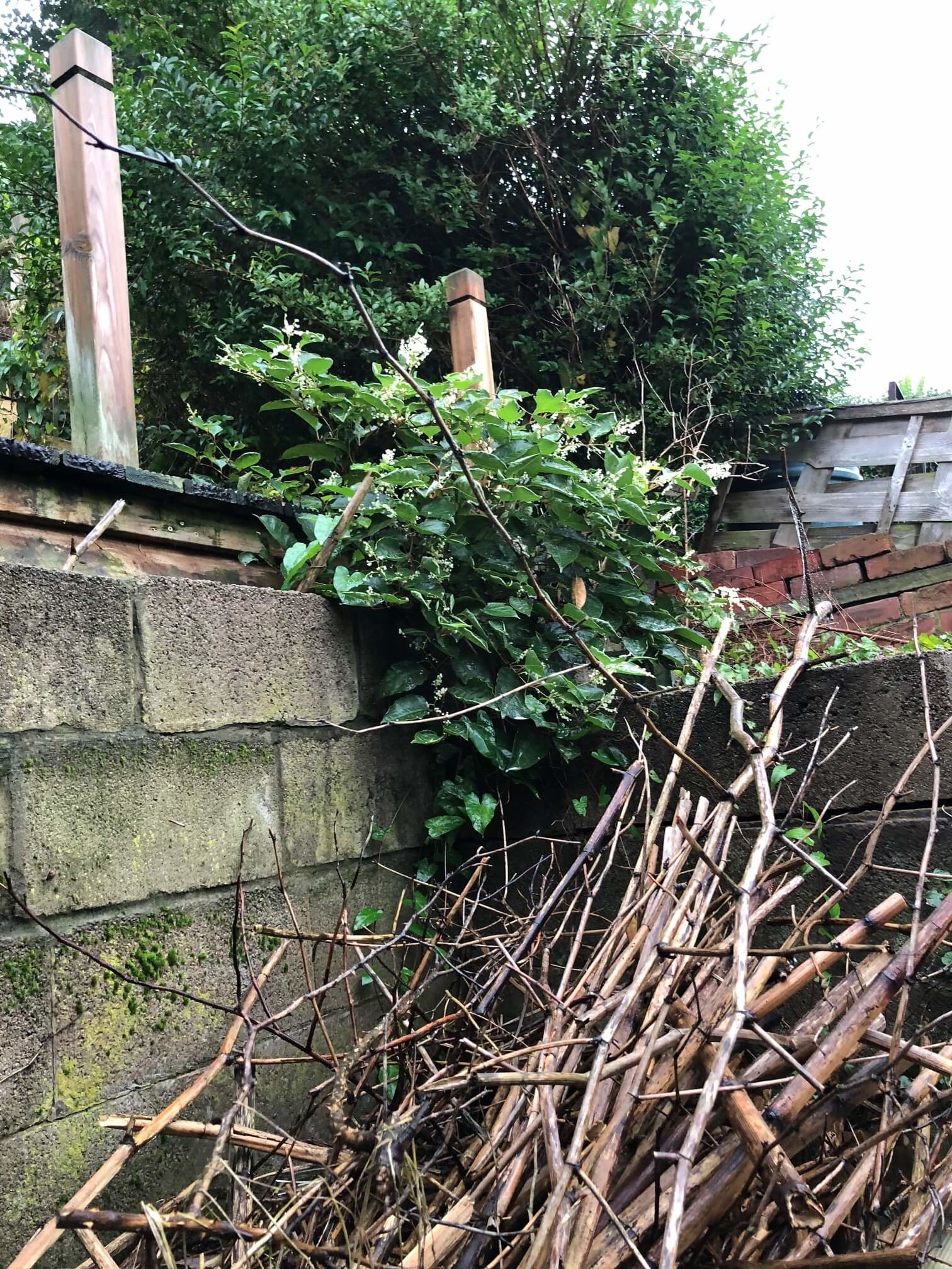 Eradication of Japanese Knotweed in Lutterworth