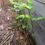 Eradicating Japanese Knotweed in Earl Shilton