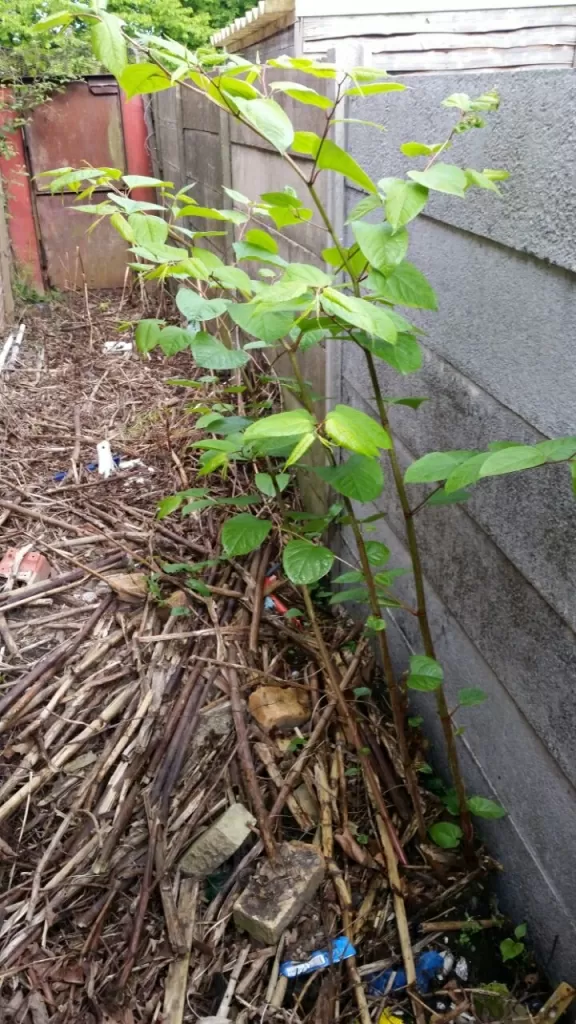 Japanese Knotweed in Earl Shilton