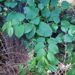 Japanese Knotweed Removal in Braunstone Town