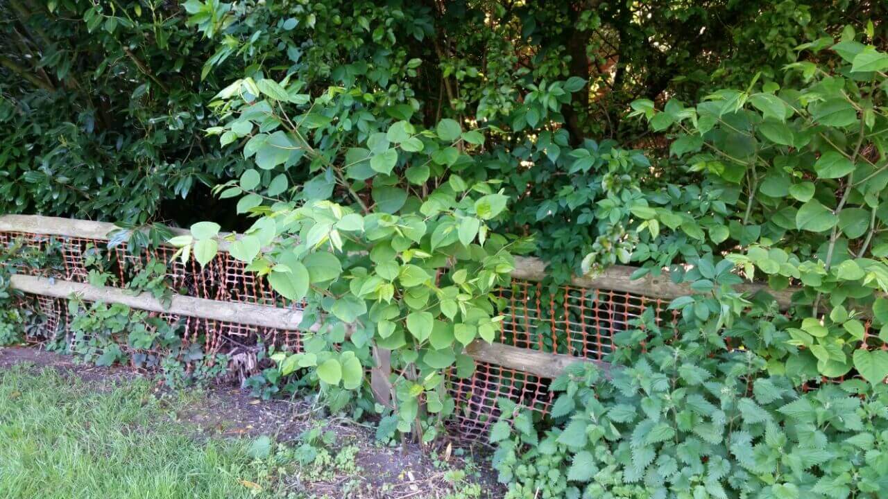 Removal of Japanese Knotweed in Market Bosworth