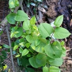 Japanese Knotweed Eradication in Loughborough