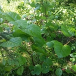 Japanese Knotweed Removal in Market Harborough