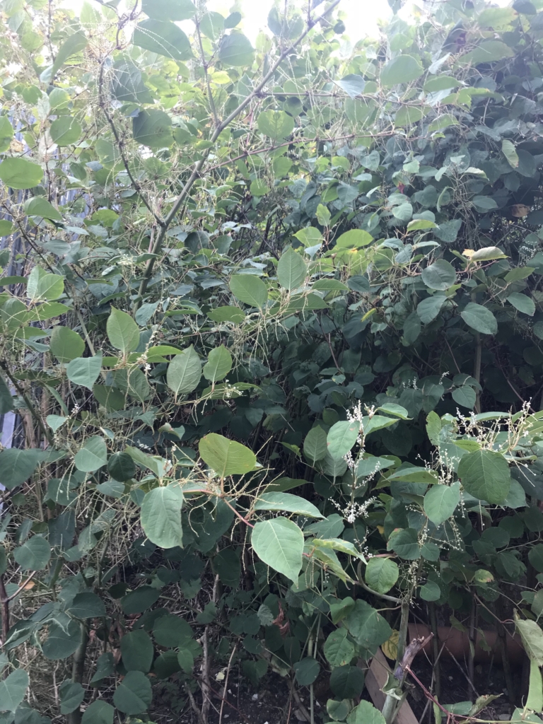 Japanese Knotweed eradication in Loughborough