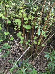 Japanese Knotweed Removal in Leicester