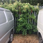 Getting Rid of Japanese Knotweed in Hinckley